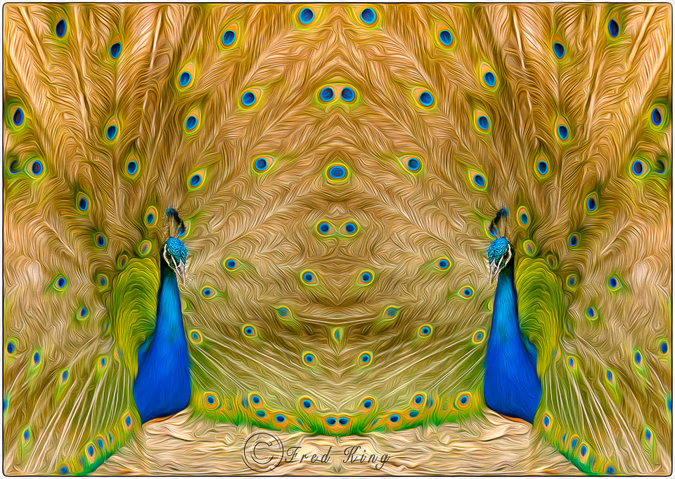 Double peacock