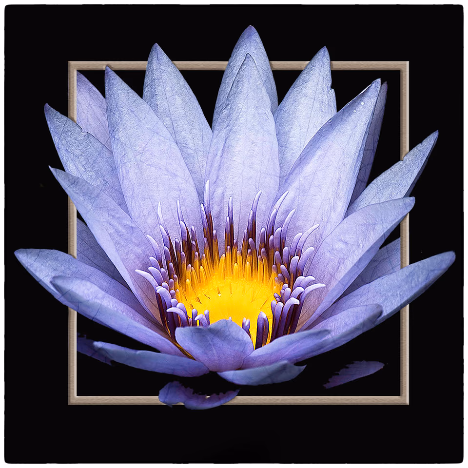 Water lilly IN FRAME
