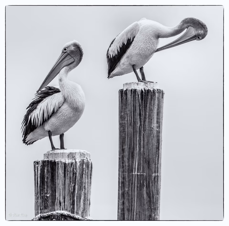 Pelicans