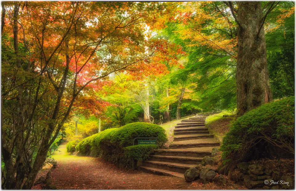 Mount Wilson Laburnum Steps
