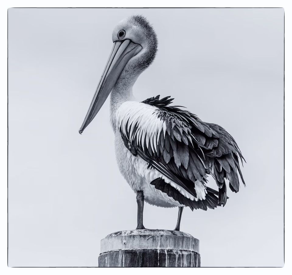 Pelicans