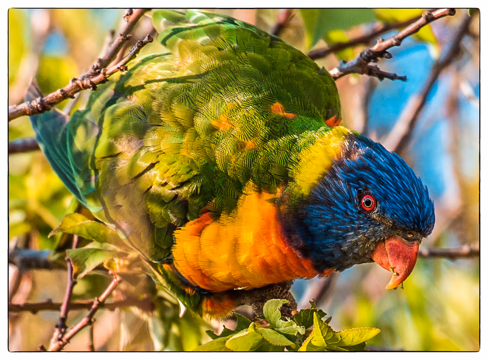 Lorekeet