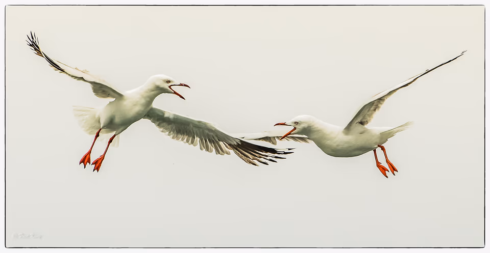 Seagulls