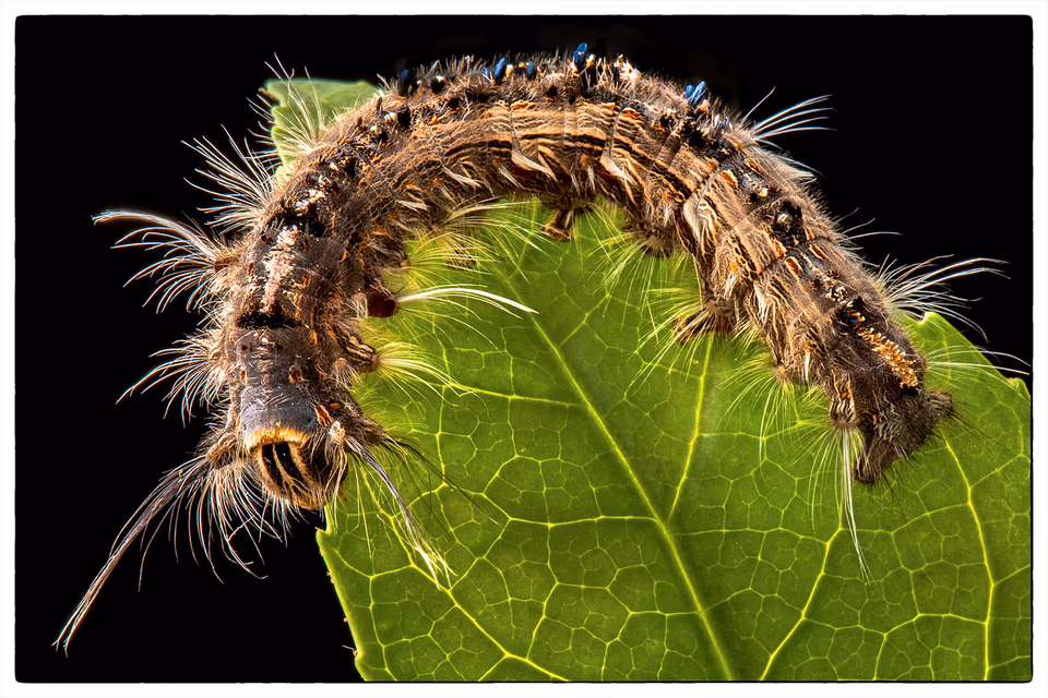 Caterpillar