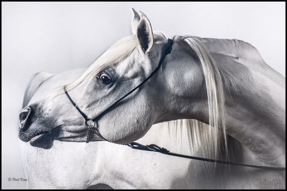 Equine, photograph by Fred King