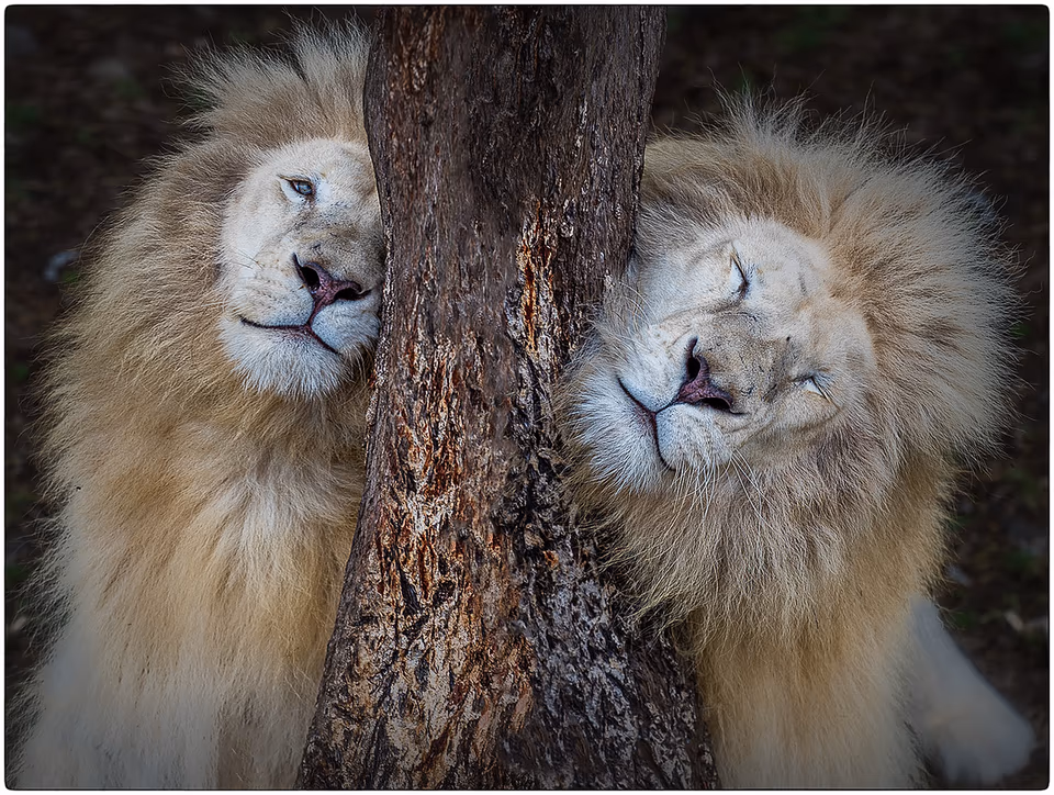 Lion pair