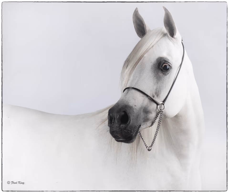 Equine, photograph by Fred King