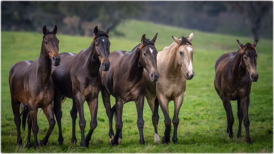Equine, photograph by Fred King