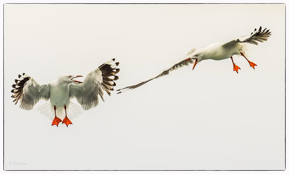 Seagulls