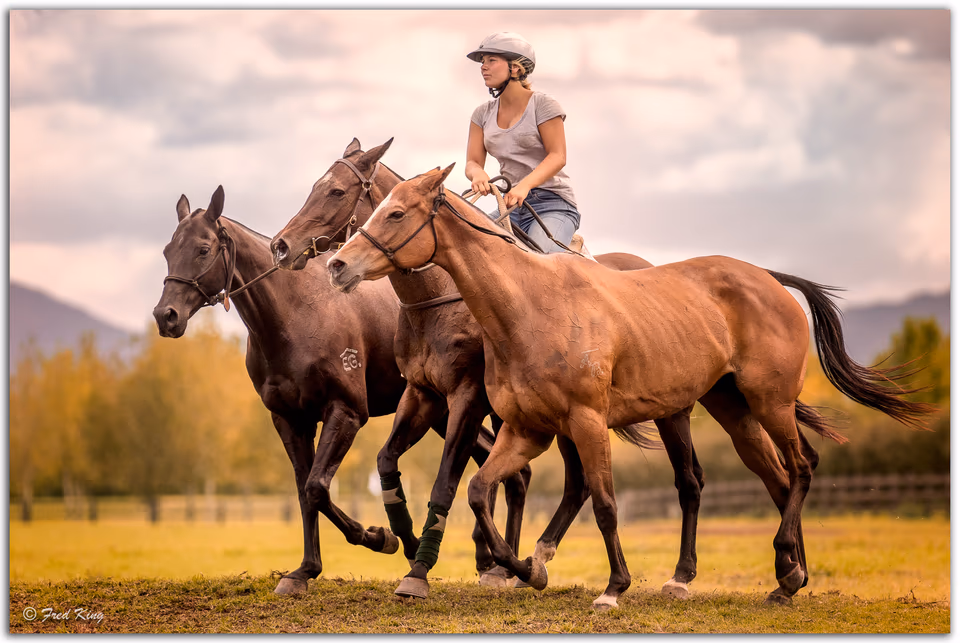 Equine, photograph by Fred King