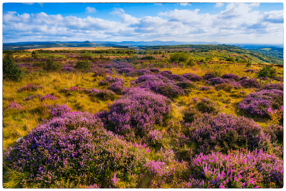 Eston Hills heather
