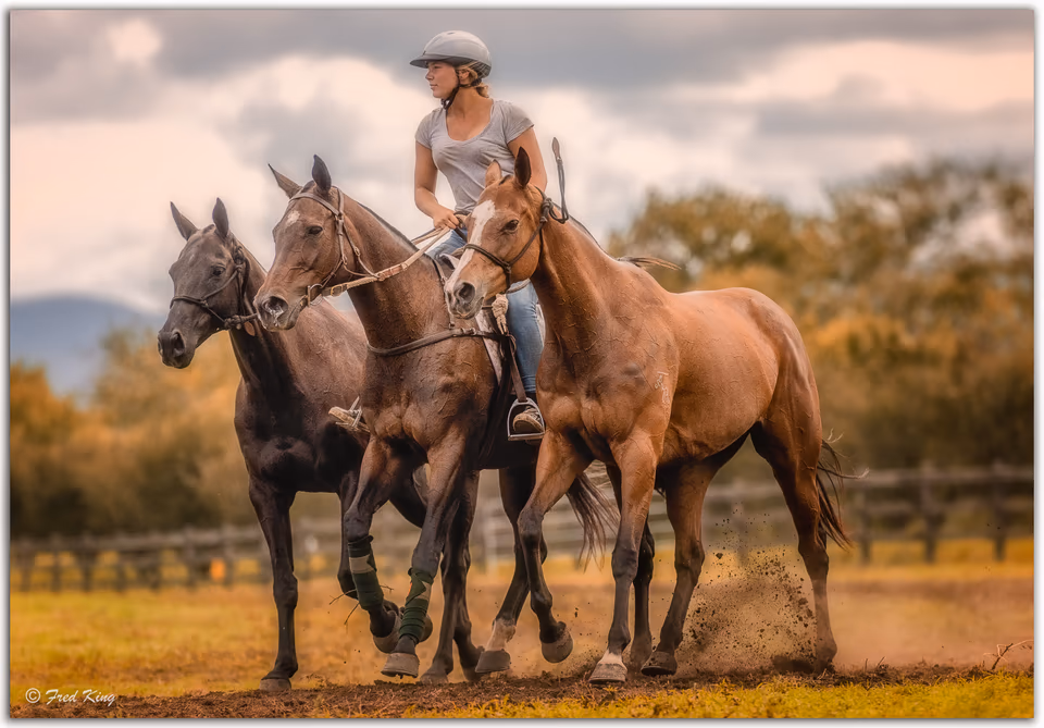 Equine, photograph by Fred King
