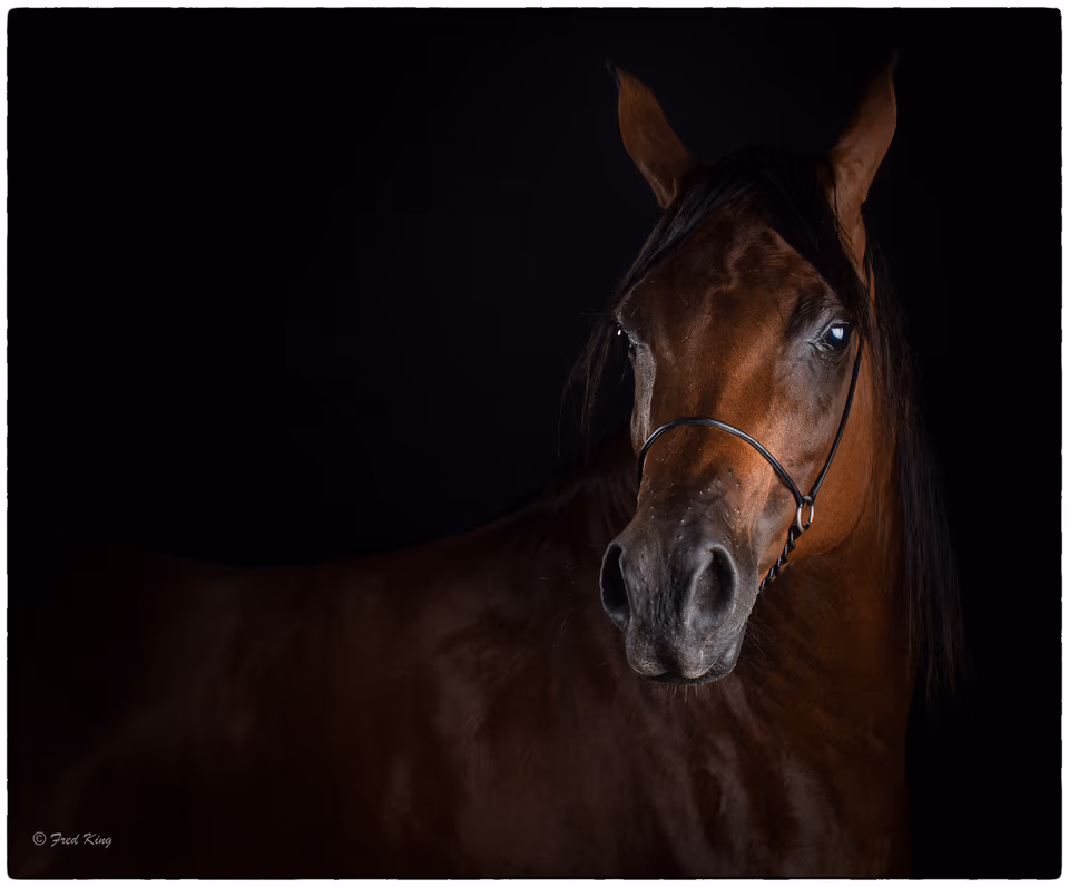 Equine, photograph by Fred King