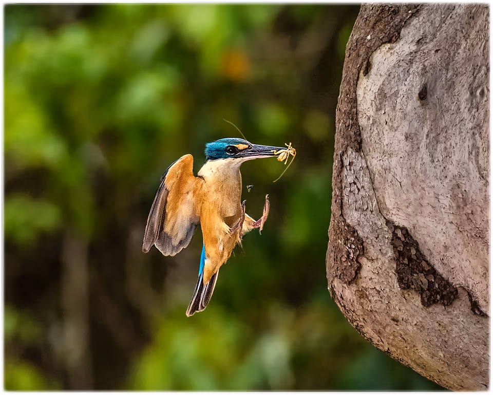 Kingfisher