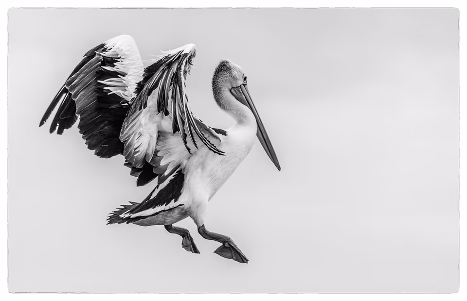 Port Stephens Pelican