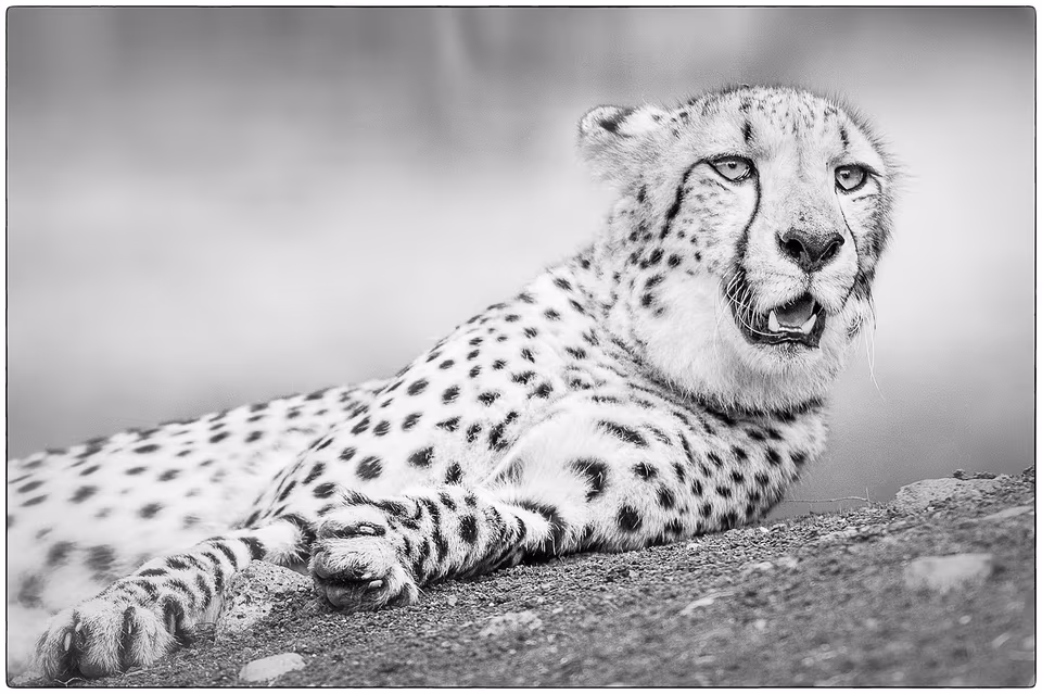 Cheetah