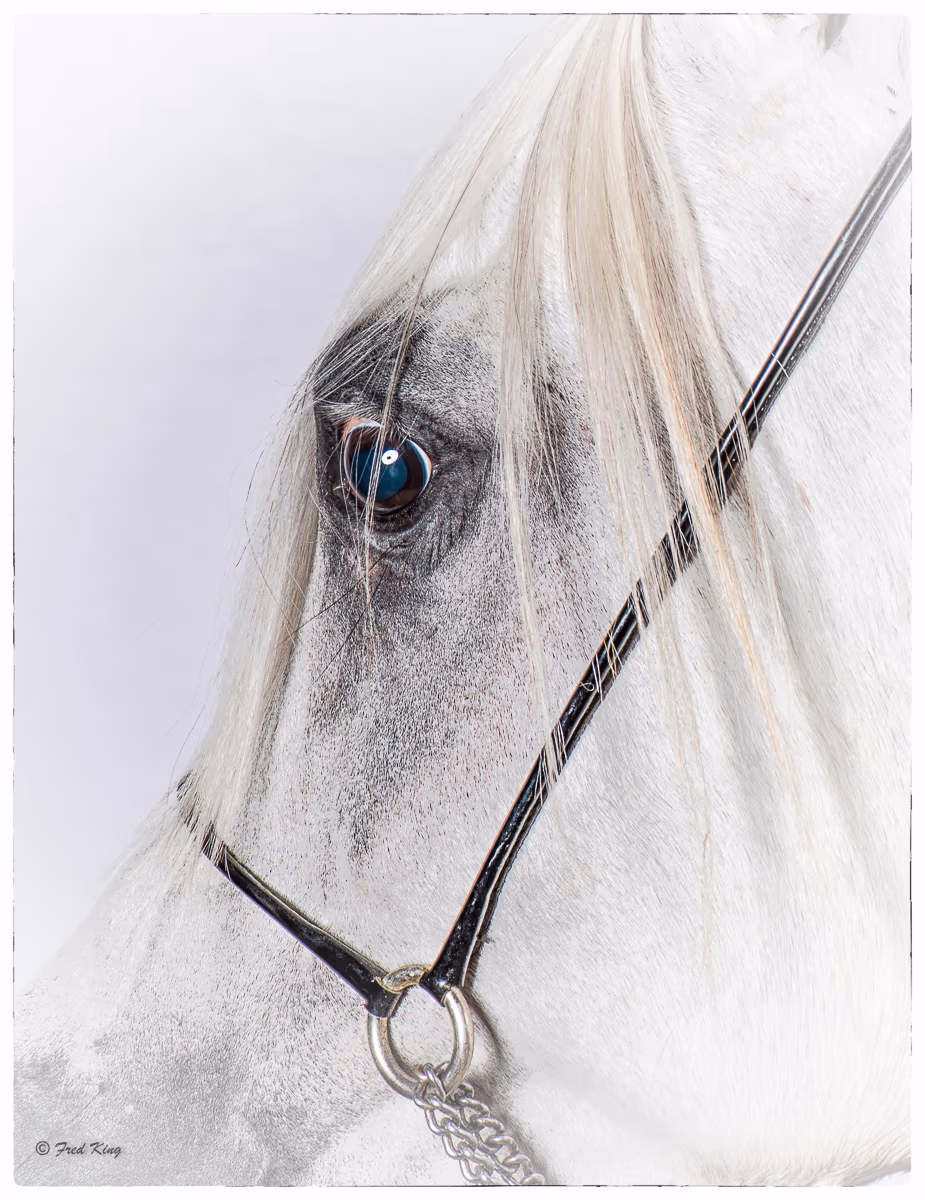 Equine, photograph by Fred King