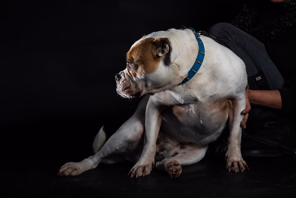 Canine, photograph by Fred King
