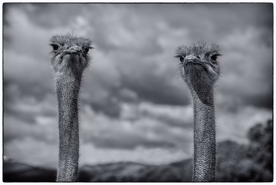 Ostrich Pair