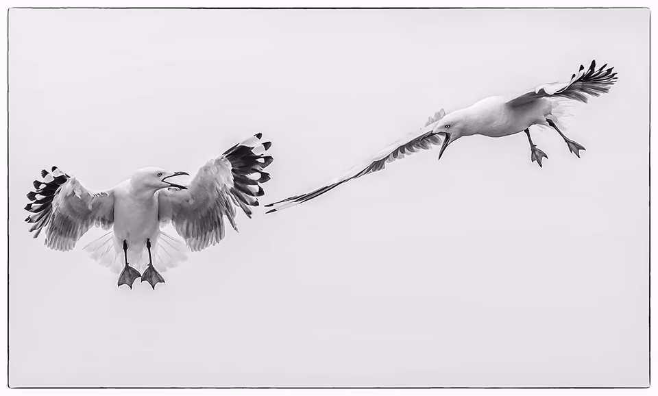 Seagulls