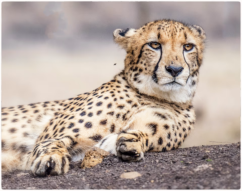 Cheetah