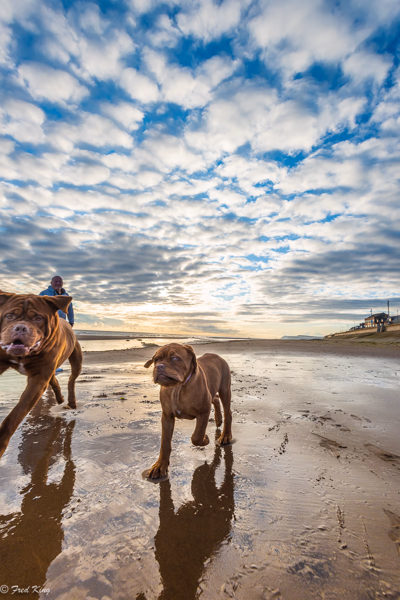 Canine, photograph by Fred King