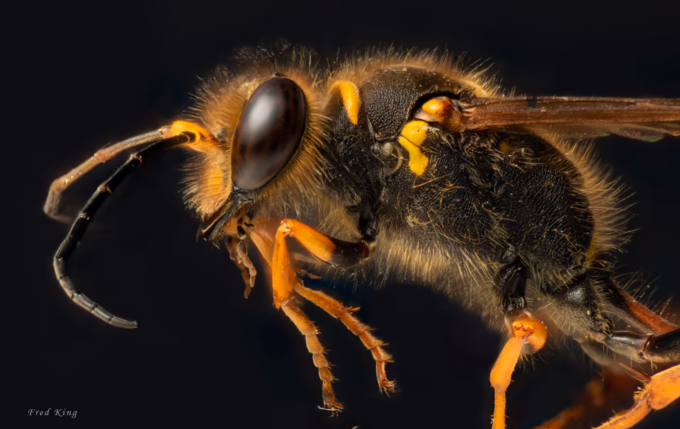 Hornet