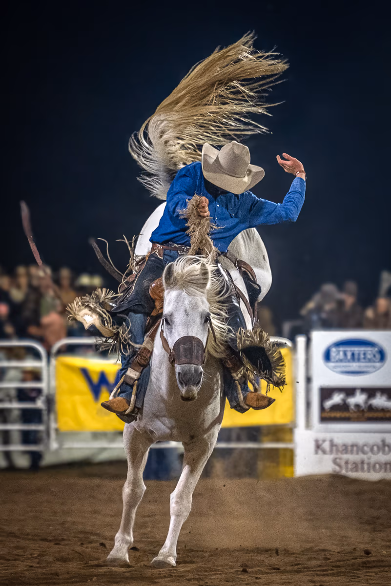 Equine, photograph by Fred King