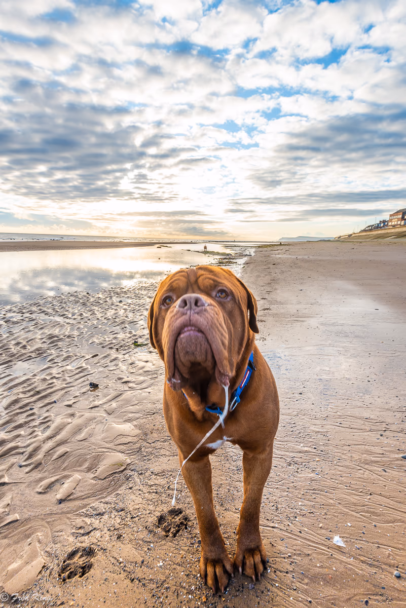 Canine, photograph by Fred King