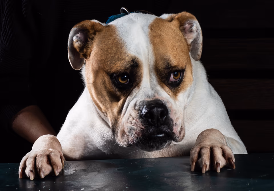 Canine, photograph by Fred King