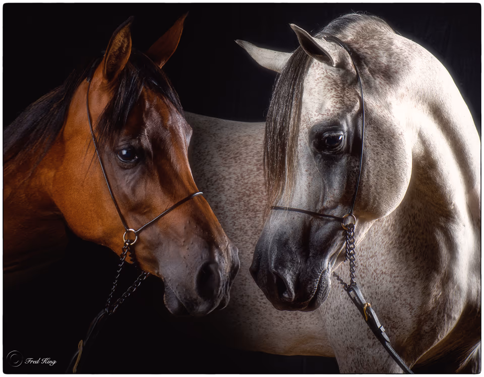 Mare & Stallion