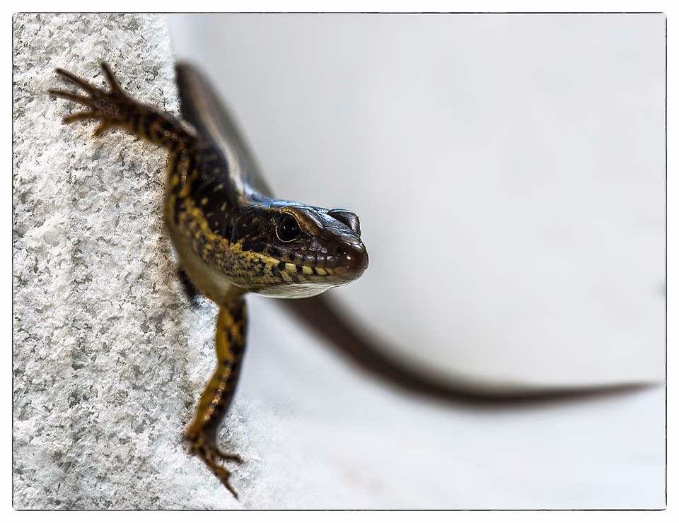 Lizard