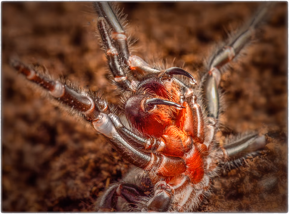 Funnel Web Vemon