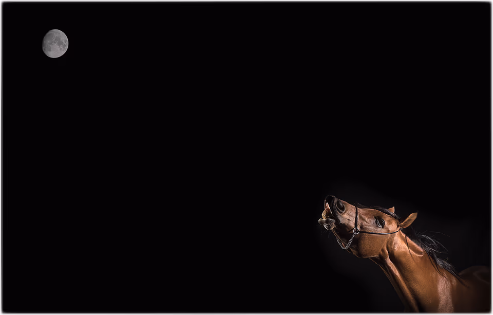 Horse and moon