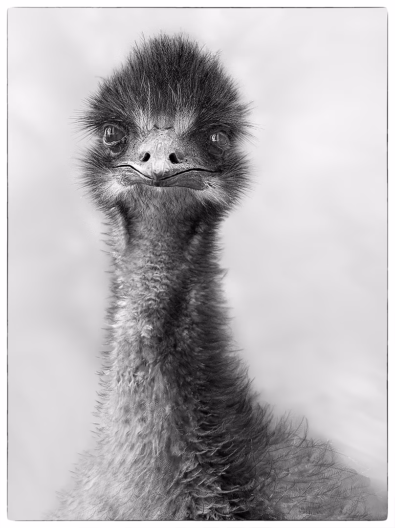 Emu