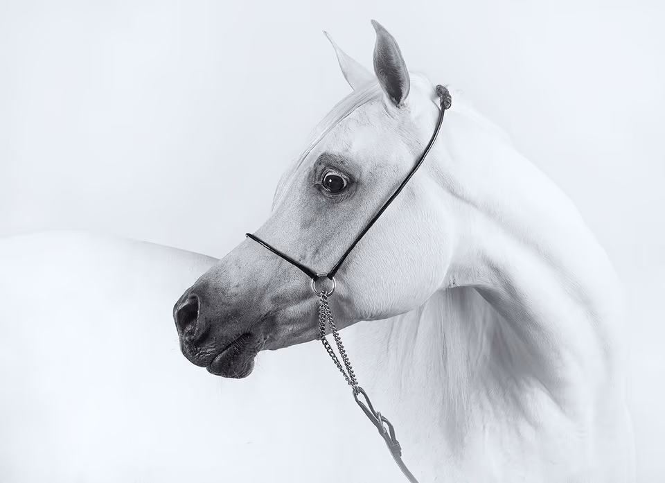 White mare