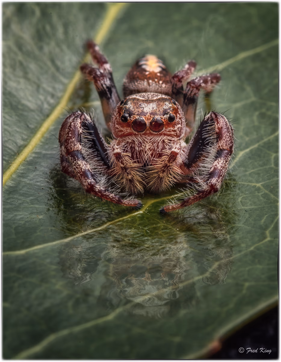 Insects, photograph by Fred King