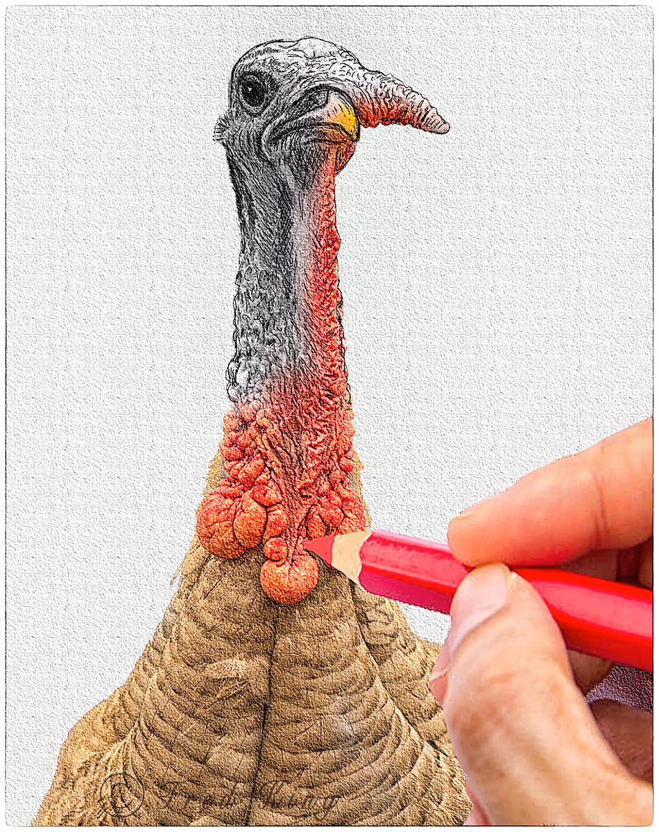 Turkey sketch