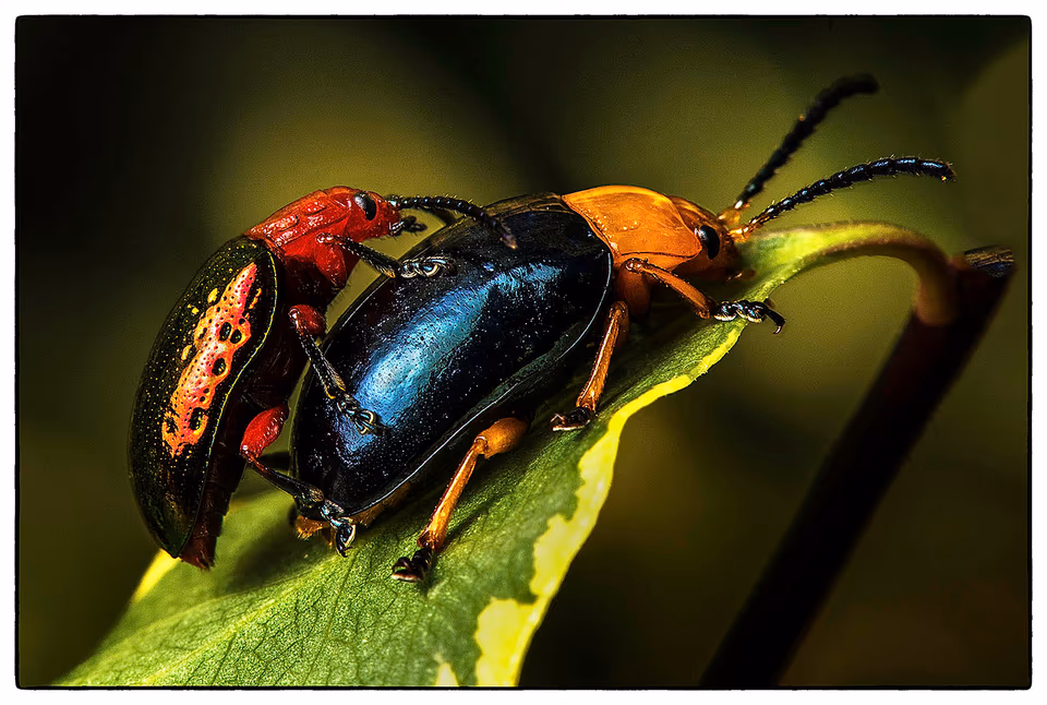 Narrow Necked Beetles