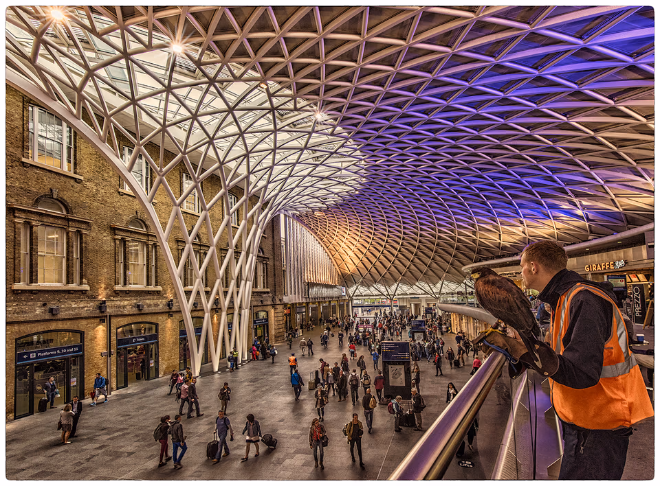 Kings Cross Eagle trainer