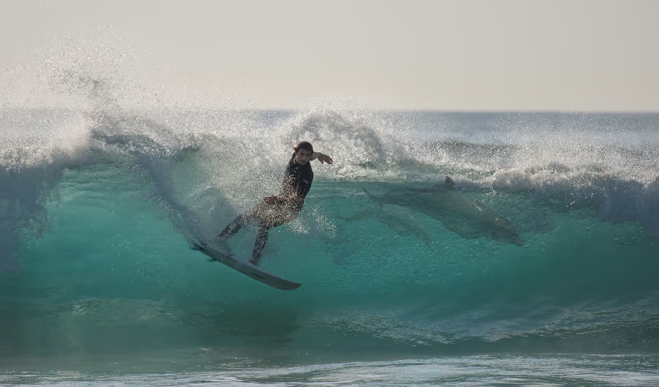 Little Bay Maroubra Surfer and dolphin