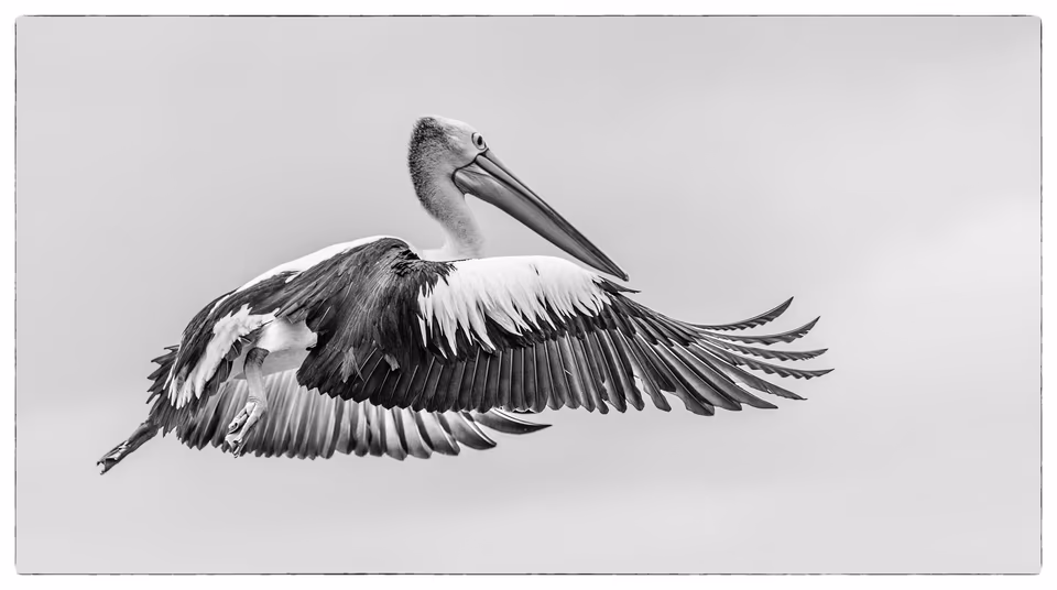 Port Stephens pelican