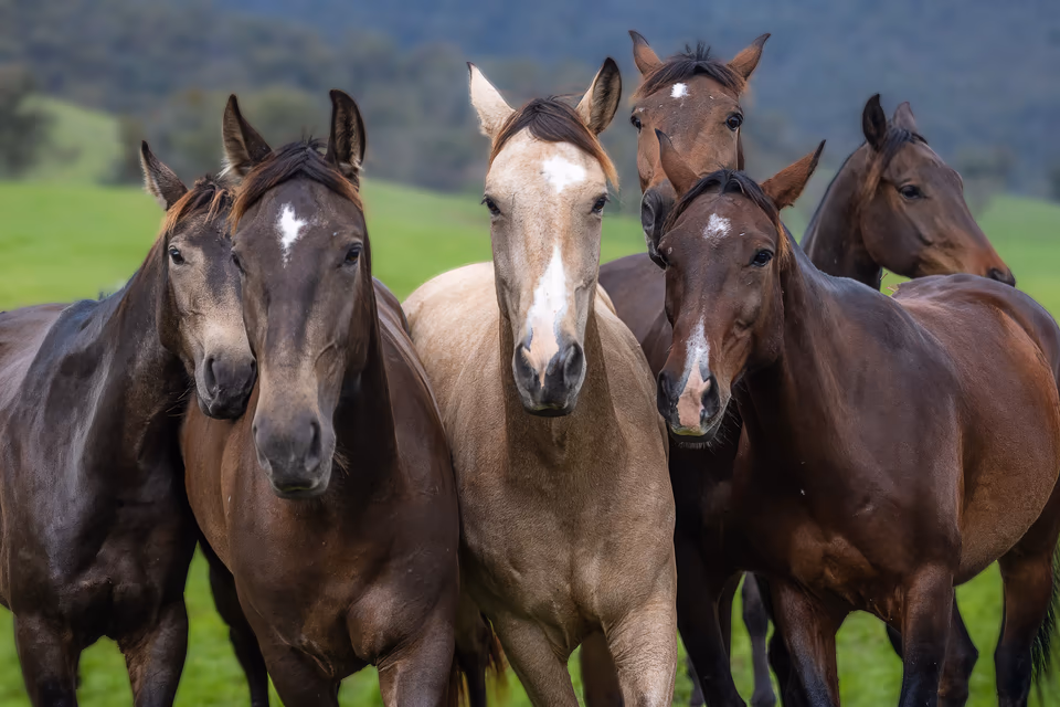 Horse group processed