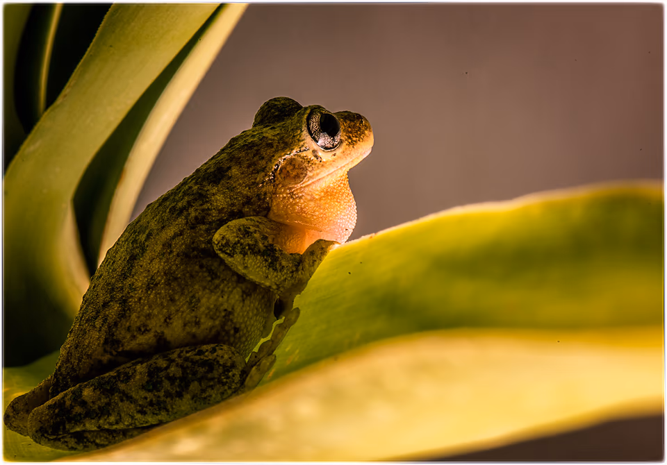 Frog
