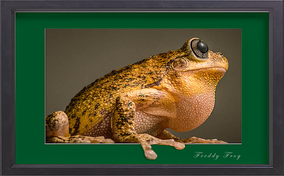 Freddy frog