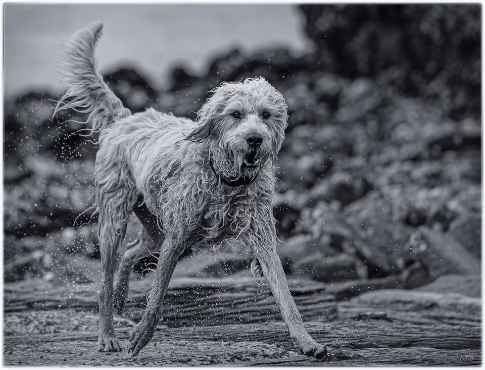 Canine, photograph by Fred King