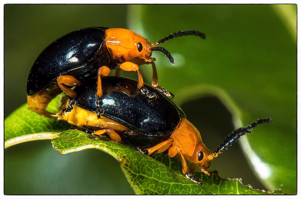 Beetles mating