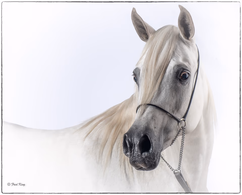 Equine, photograph by Fred King