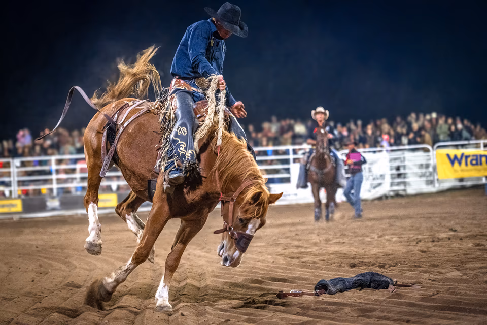 Equine, photograph by Fred King