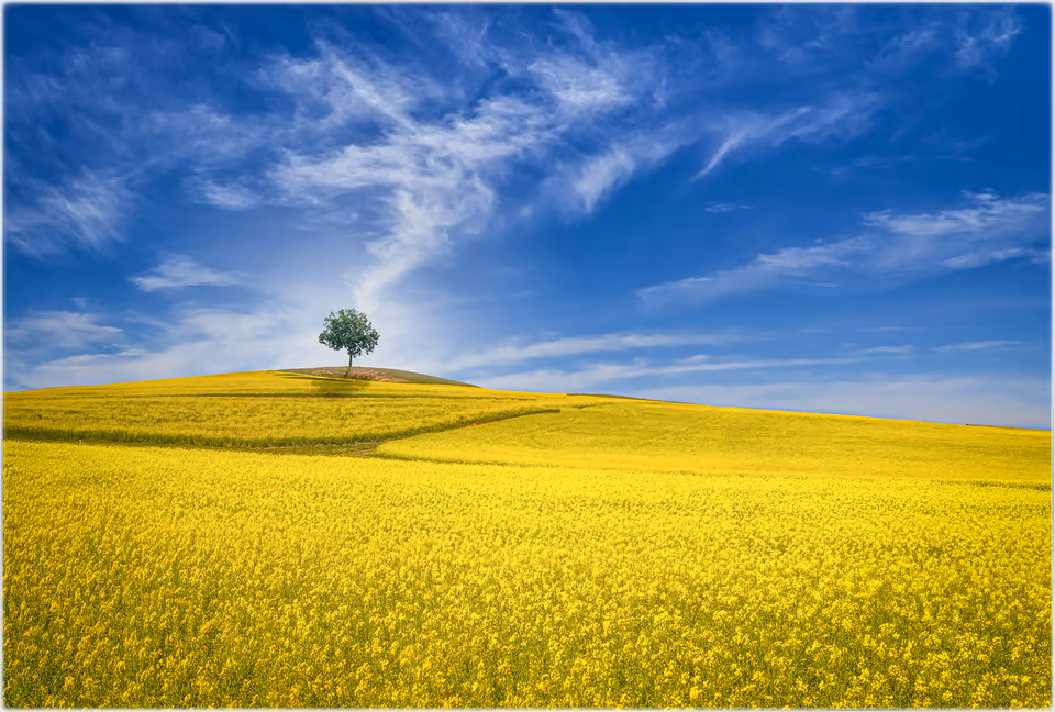 Canola Fields